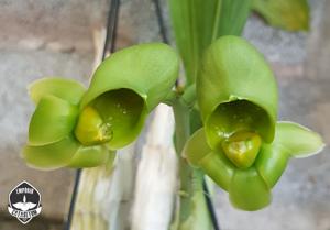 Catasetum Susan Fuchs