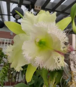 Rhyncholaeliocattleya Golf Green