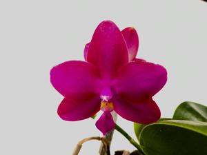<i>Phalaenopsis</i> Miki Sabina
