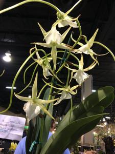Angraecum Memoria Mark Aldridge