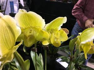 Paphiopedilum Irish Eyes