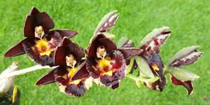 Catasetum Karen Armstrong