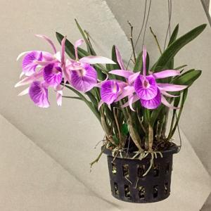 Brassocattleya Morning Glory