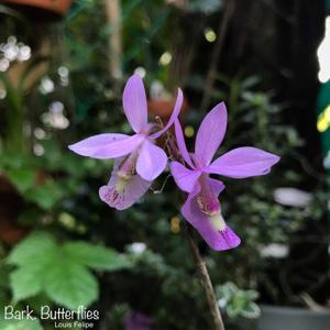 Barkeria Butterflies