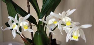 Coelogyne Intermedia