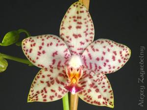 Phalaenopsis Brother Princess