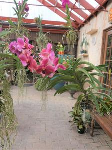 <i>Vanda</i> Roly Benitez