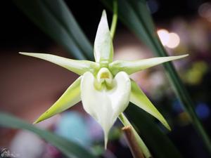 Angraecum Alabaster