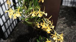 Brassocattleya Yellow Bird