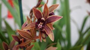 <i>Cymbidium</i> Joseph Schmidt