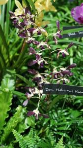 <i>Dendrobium</i> Mohamed Nasheed