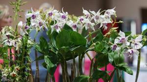 Dendrobium Silver King