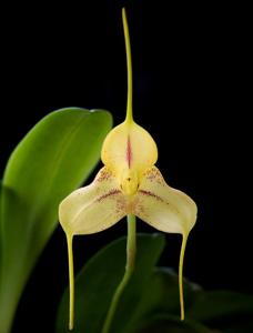 <i>Masdevallia</i> Copper Dust