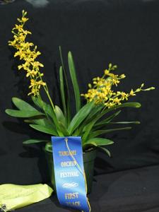 <i>Oncidium</i> Pop Star