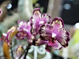 Phalaenopsis I-Hsin The Big Bang