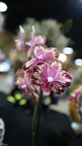 Phalaenopsis I-Hsin The Big Bang