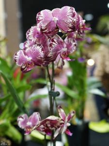 Phalaenopsis I-Hsin The Big Bang