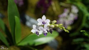 Phalaenopsis Little Blue Bird