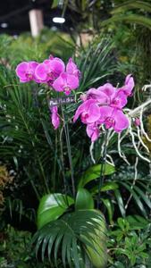 <i>Phalaenopsis</i> Pink Melody