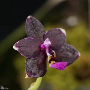<i>Phalaenopsis</i> Satoru