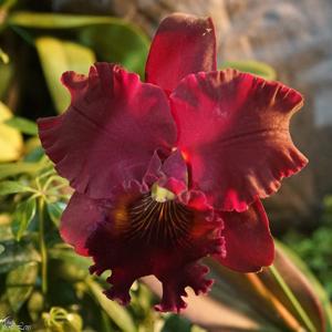 Rhyncholaeliocattleya Heaven's Gate