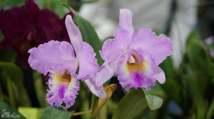 <i>Rhyncholaeliocattleya</i> Exotic's Summer Cloud