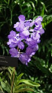 Vanda Pakchong Blue