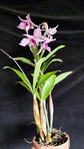 Dendrobium Fire Wings