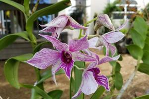 Dendrobium Fire Wings