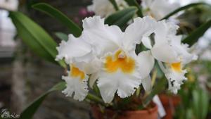 <i>Cattleya</i> Caroline Shields Brown