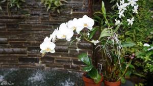 Phalaenopsis Sogo Yukidian