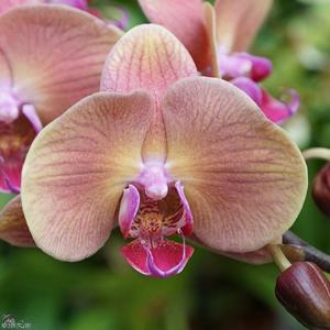 Phalaenopsis OX Golden Apple