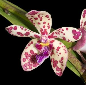 <i>Rhynvandopsis</i> Mem. Mary Nattrass