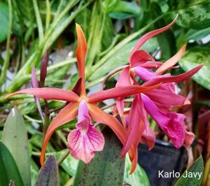 Brassocattleya Golden Glory
