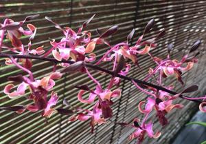 Dendrobium Bethesda Frankelites