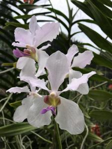 Papilionanda Miss Ai Ai