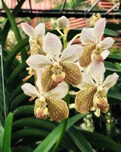 Vanda Kupperi