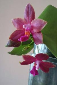 Phalaenopsis Lea Marie Salazar