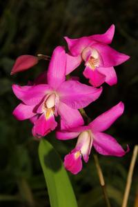 Laelia gouldiana
