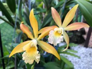 Warnerara Melida Demorizi