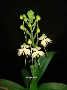 Habenaria Light Wings