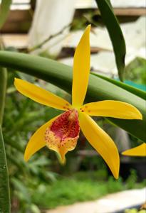 Brassocatanthe Theresa Ann