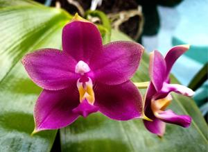 Phalaenopsis Lim Cheen Nyon