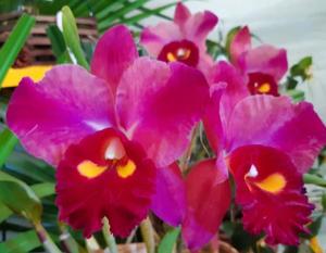 Rhyncholaeliocattleya Legend of Maui