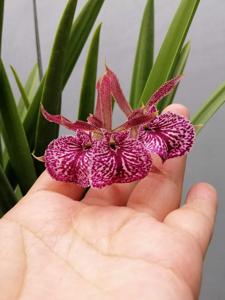 Vaughnara Jairak Kiss