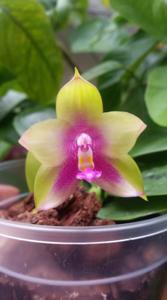 Phalaenopsis Mituo Prince