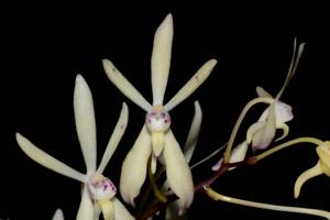 <i>Renantanda</i> TIDC Morning Lovers