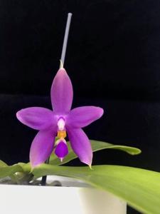 <i>Phalaenopsis</i> YangYang Blueberry-bellina
