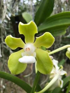 Vandachostylis Puerto Rican Emerald