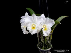 <i>Cattleya</i> Queen's Wedding Song